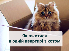 Ахтунг: квартира для тварин, або корисні поради, як вжитися в одній квартирі з котом