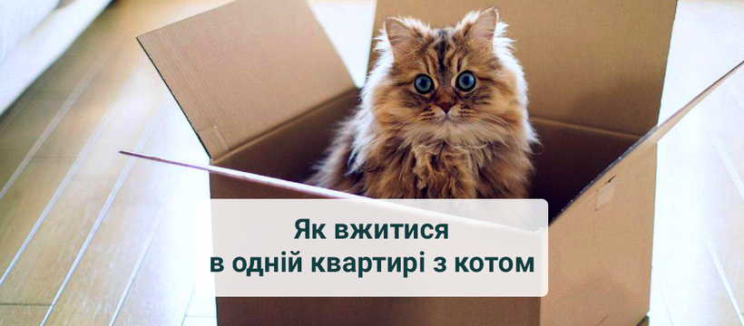 Ахтунг: квартира для тварин, або корисні поради, як вжитися в одній квартирі з котом