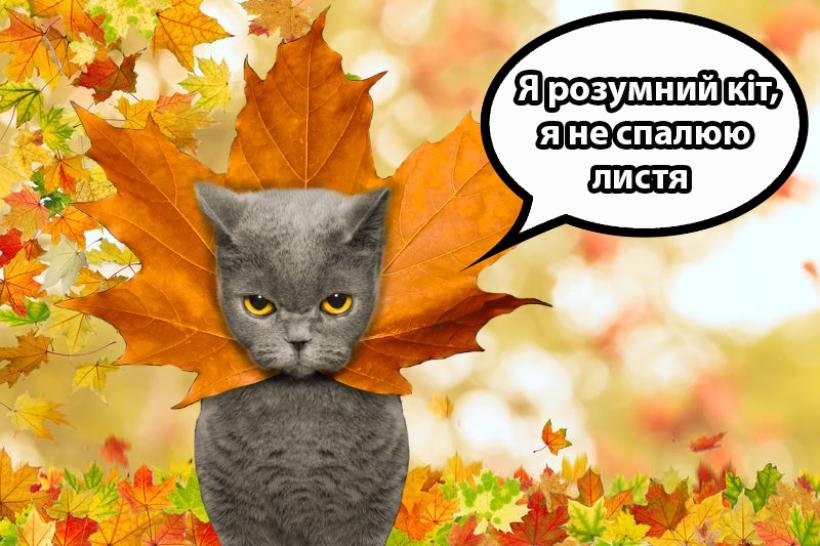Сезон паління листя розпочато: чим нам це загрожує?