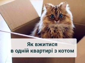 Ахтунг: квартира для тварин, або корисні поради, як вжитися в одній квартирі з котом